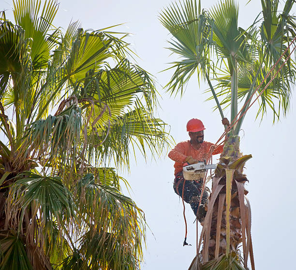 Best Residential Tree Removal  in Shandon, CA